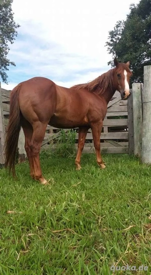 Pferd zu verkaufen  Bild 3