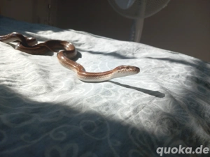  Afrikanische hausschlange dringend 