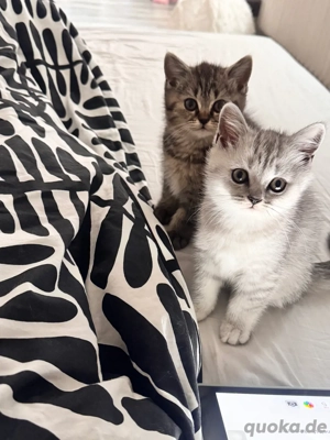 Süße Britisch Kurzhaar Babys suchen ihr Traumzuhause