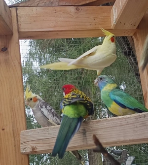 Nymphensittiche in verschiedenen Farben gelb weiß weißkopf gescheckt Bild 5