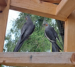 Nymphensittiche in verschiedenen Farben gelb weiß weißkopf gescheckt Bild 2
