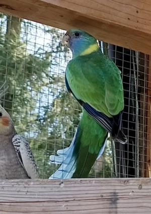 Cloncurrysittich Zuchtpaar Hahn Henne 2021