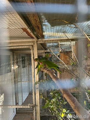 Taubenhalsamazonen NZ2025 