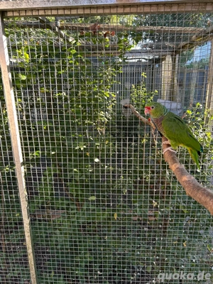 Taubenhalsamazonen NZ2025 0.1  Bild 5