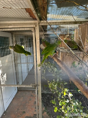 Taubenhalsamazonen NZ2025 0.1  Bild 3