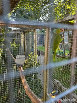 Taubenhalsamazonen NZ2025 0.1  Bild 4
