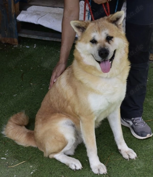 Maia - fröhliche Mischlingshündin sucht ihr Zuhause