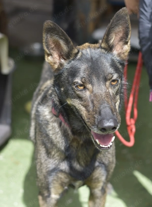 Draco - ausgeglichenere Schäferhundmischling sucht seine Familie 