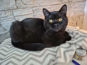 2 BKH Kater, kein Stammbaum