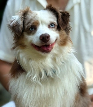Mini Australian Shepherd Deckrüde, Mini Aussie 