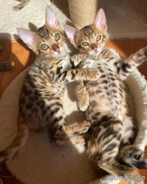 Bengal-Kätzchen WhatsApp: (15510055069)