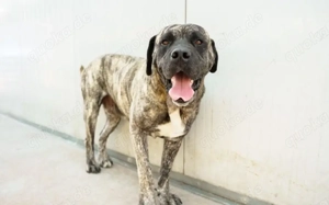 Prachtkerl Buddie sucht seinen Menschen