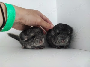 Chinchilla Jungtiere 