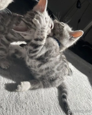 Bengal-Kätzchen zu verkaufen.WhatsApp: (15510055069)