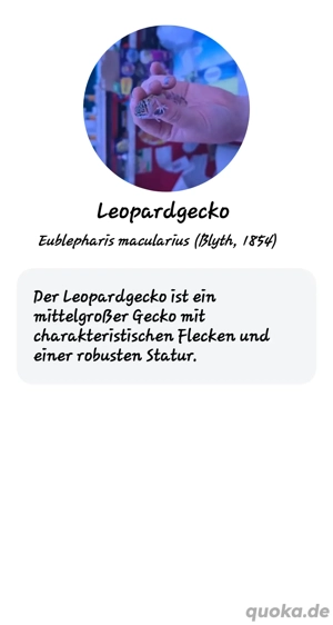 Leopardengecko