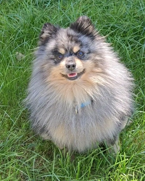 Zwergspitz Pomeranian Deckrüde  Bild 2