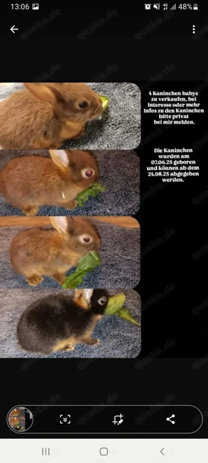 Zwergkaninchenbabies 12 Wochen alt