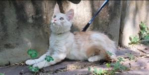 Maine Coon Wurfankündigung für Mai Bild 7