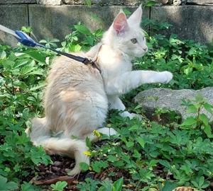 Maine Coon Wurfankündigung für Mai Bild 6