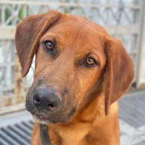 Cito, geb. ca. 02 2025, lebt in GRIECHENLAND, im städt. Tierheim Serres