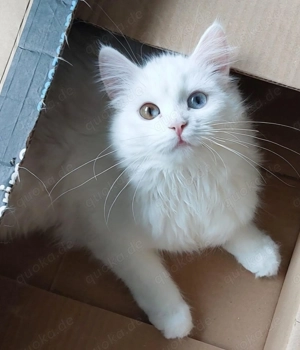 Maine Coon Wurfankündigung für Mai Bild 4