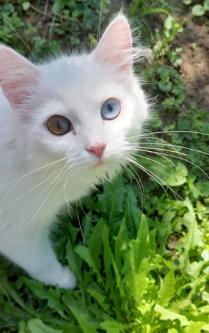 Maine Coon Wurfankündigung für Mai Bild 2
