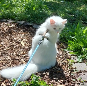 Maine Coon Wurfankündigung für Mai Bild 3