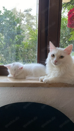 Maine Coon mix BKH kitten