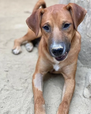 Hunter, geb. ca. 02 2025, lebt in GRIECHENLAND, auf einer privaten Pflegestelle Bild 4