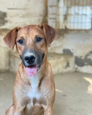 Hunter, geb. ca. 02 2025, lebt in GRIECHENLAND, auf einer privaten Pflegestelle Bild 2