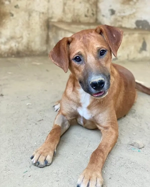 Hunter, geb. ca. 02 2025, lebt in GRIECHENLAND, auf einer privaten Pflegestelle Bild 5