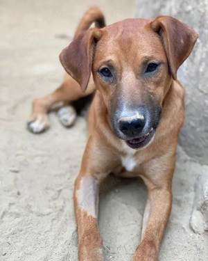 Hunter, geb. ca. 02 2025, lebt in GRIECHENLAND, auf einer privaten Pflegestelle Bild 6