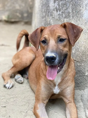 Hunter, geb. ca. 02 2025, lebt in GRIECHENLAND, auf einer privaten Pflegestelle Bild 10