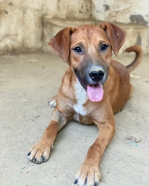 Hunter, geb. ca. 02 2025, lebt in GRIECHENLAND, auf einer privaten Pflegestelle Bild 8