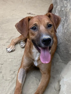 Hunter, geb. ca. 02 2025, lebt in GRIECHENLAND, auf einer privaten Pflegestelle Bild 9