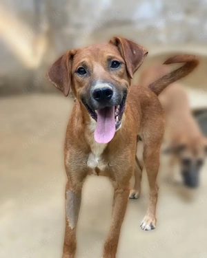 Hunter, geb. ca. 02 2025, lebt in GRIECHENLAND, auf einer privaten Pflegestelle Bild 7