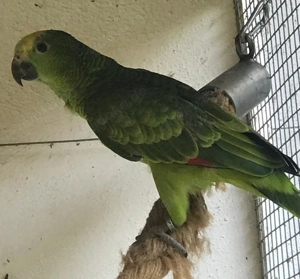 Blaustirnamazone von 2025