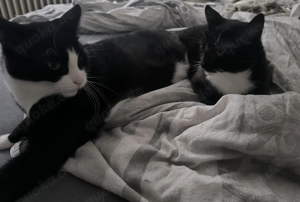 Geschwister kaater Paar 