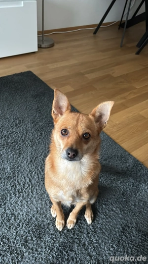 kleine Hündin sucht liebevolles Zuhause