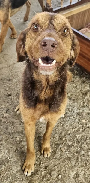 Keanu, geb. ca. 01 2022, lebt in GRIECHENLAND, auf einer privaten Pflegestelle  Bild 4