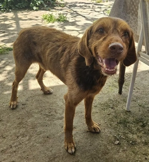 Keanu, geb. ca. 01 2022, lebt in GRIECHENLAND, auf einer privaten Pflegestelle  Bild 6