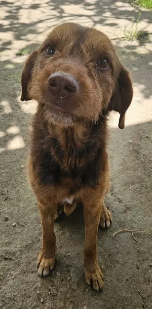 Keanu, geb. ca. 01 2022, lebt in GRIECHENLAND, auf einer privaten Pflegestelle  Bild 3