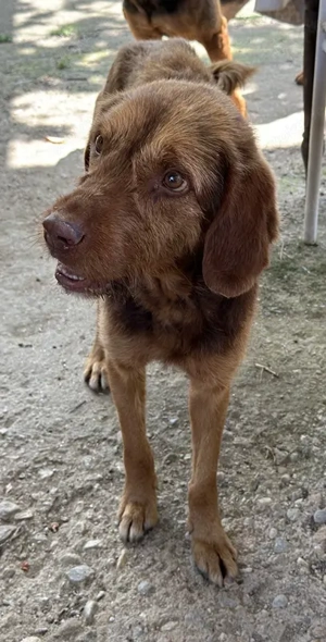 Keanu, geb. ca. 01 2022, lebt in GRIECHENLAND, auf einer privaten Pflegestelle  Bild 2