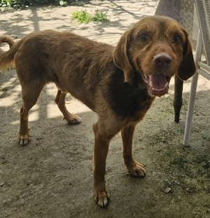 Keanu, geb. ca. 01 2022, lebt in GRIECHENLAND, auf einer privaten Pflegestelle  Bild 8