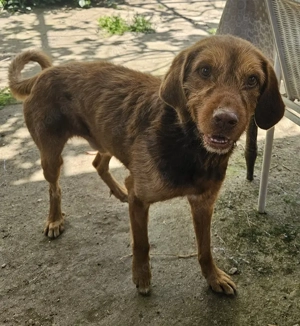 Keanu, geb. ca. 01 2022, lebt in GRIECHENLAND, auf einer privaten Pflegestelle  Bild 10