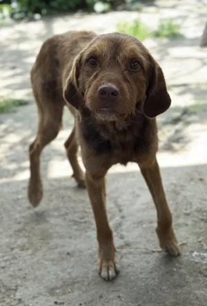 Keanu, geb. ca. 01 2022, lebt in GRIECHENLAND, auf einer privaten Pflegestelle  Bild 5