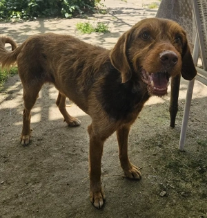 Keanu, geb. ca. 01 2022, lebt in GRIECHENLAND, auf einer privaten Pflegestelle  Bild 9