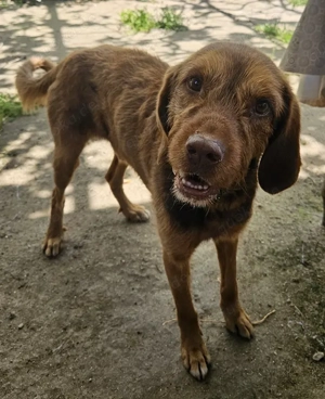 Keanu, geb. ca. 01 2022, lebt in GRIECHENLAND, auf einer privaten Pflegestelle  Bild 7