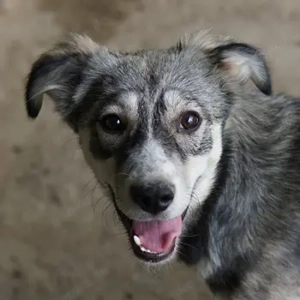 Alexi, geb. ca. 02 2025, lebt in GRIECHENLAND, auf einer privaten Pflegestelle