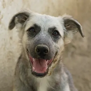 Anakin, geb. ca. 03 2025, lebt in GRIECHENLAND, auf einer privaten Pflegestelle 